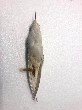 Media type: image;   Ornithology 70664 Description: Image of skin specimen - ventral view. ventral view of entire skin specimen.;
